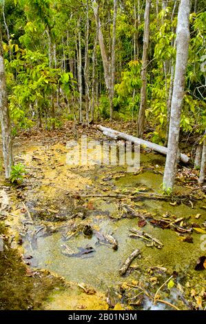 Thaïlande : Tung Tieo Forest Trail, Khao Pra - Bang Khram Wildlife Sanctuary, province de Krabi. Situé au sud-est de la ville de Krabi 18 km (11 miles) à l'est de la petite ville de Khlong Thom, Khao Pra - Bang Khram Wildlife Sanctuary est une petite zone de forêt tropicale de plaine. Populaire auprès des ornithologues, le sanctuaire abrite la rare pitta de Gurney, une espèce en voie de disparition autrefois considérée comme éteinte, mais redécouverte en très petit nombre ici et à travers la frontière dans des régions reculées du sud du Myanmar (Birmanie). Banque D'Images