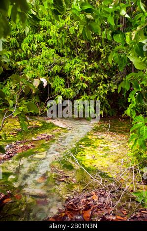 Thaïlande : Tung Tieo Forest Trail, Khao Pra - Bang Khram Wildlife Sanctuary, province de Krabi. Situé au sud-est de la ville de Krabi 18 km (11 miles) à l'est de la petite ville de Khlong Thom, Khao Pra - Bang Khram Wildlife Sanctuary est une petite zone de forêt tropicale de plaine. Populaire auprès des ornithologues, le sanctuaire abrite la rare pitta de Gurney, une espèce en voie de disparition autrefois considérée comme éteinte, mais redécouverte en très petit nombre ici et à travers la frontière dans des régions reculées du sud du Myanmar (Birmanie). Banque D'Images