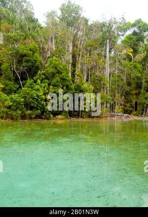 Thaïlande : SRA Kaew (Emerald Pool), Tung Tieo Forest Trail, Khao Pra - Bang Khram Wildlife Sanctuary, province de Krabi. Situé au sud-est de la ville de Krabi 18 km (11 miles) à l'est de la petite ville de Khlong Thom, Khao Pra - Bang Khram Wildlife Sanctuary est une petite zone de forêt tropicale de plaine. Populaire auprès des ornithologues, le sanctuaire abrite la rare pitta de Gurney, une espèce en voie de disparition autrefois considérée comme éteinte, mais redécouverte en très petit nombre ici et à travers la frontière dans des régions reculées du sud du Myanmar (Birmanie). Banque D'Images