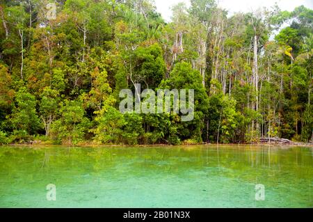 Thaïlande : SRA Kaew (Emerald Pool), Tung Tieo Forest Trail, Khao Pra - Bang Khram Wildlife Sanctuary, province de Krabi. Situé au sud-est de la ville de Krabi 18 km (11 miles) à l'est de la petite ville de Khlong Thom, Khao Pra - Bang Khram Wildlife Sanctuary est une petite zone de forêt tropicale de plaine. Populaire auprès des ornithologues, le sanctuaire abrite la rare pitta de Gurney, une espèce en voie de disparition autrefois considérée comme éteinte, mais redécouverte en très petit nombre ici et à travers la frontière dans des régions reculées du sud du Myanmar (Birmanie). Banque D'Images