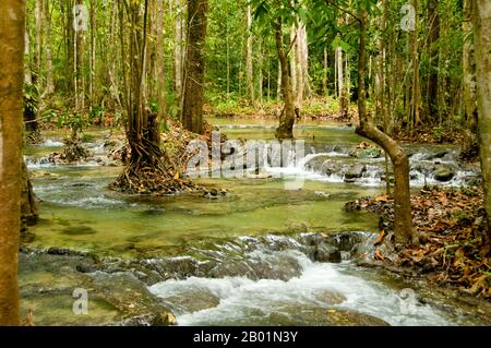 Thaïlande : Tung Tieo Forest Trail, Khao Pra - Bang Khram Wildlife Sanctuary, province de Krabi. Situé au sud-est de la ville de Krabi 18 km (11 miles) à l'est de la petite ville de Khlong Thom, Khao Pra - Bang Khram Wildlife Sanctuary est une petite zone de forêt tropicale de plaine. Populaire auprès des ornithologues, le sanctuaire abrite la rare pitta de Gurney, une espèce en voie de disparition autrefois considérée comme éteinte, mais redécouverte en très petit nombre ici et à travers la frontière dans des régions reculées du sud du Myanmar (Birmanie). Banque D'Images