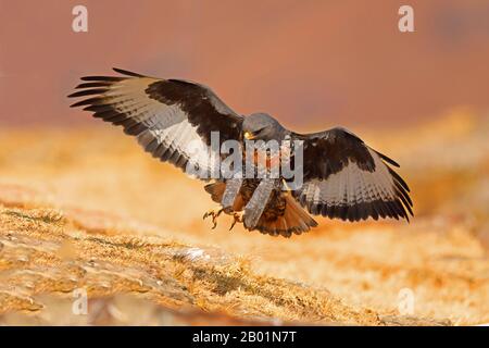 Jackal buzzard, Augur buzzard (Buteo rufofuscus), atterrissage, Afrique du Sud, Réserve de jeu du château de Giants Banque D'Images
