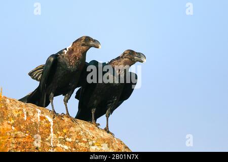 Corbeau à col blanc africain, corbeau à bord blanc (Corvus albicollis), paire sur un rocher, Afrique du Sud, Réserve de jeu du château de Giants Banque D'Images