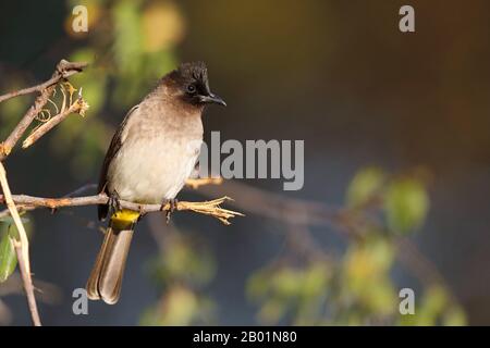 Garden bulbul, Common bulbul (Pycnonotus barbatus), sur une branche, Afrique du Sud, KwaZulu-Natal, Mkhuze Game Reserve Banque D'Images