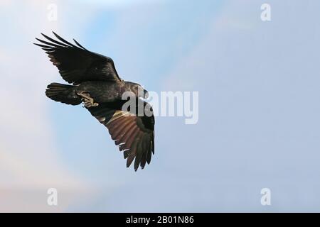 Corbeau à col blanc africain, corbeau à bord blanc (Corvus albicollis), en vol, Afrique du Sud, Réserve de jeux du château de Giants Banque D'Images