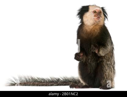 Marmoset à tête blanche, Callithrix geoffroyi, assis devant un fond blanc Banque D'Images