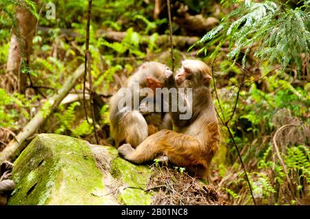 Le rasus macaque (macaca mulatta), également appelé le singe rhésus, est brun ou gris en couleur et a un visage rose, qui est bereft de fourrure. Sa queue est de longueur moyenne et se situe en moyenne entre 20,7 et 22,9 cm (8,1 et 9,0 po). Les mâles adultes mesurent environ 53 cm (21 po) en moyenne et pèsent environ 7,7 kg (17 lb). Les femelles sont plus petites, d'une longueur moyenne de 47 cm (19 po) et d'un poids de 5,3 kg (12 lb). Il est inscrit comme Étant Le Moins Préoccupant dans la Liste rouge des espèces menacées de l'UICN en raison de sa large répartition, de sa population présumée importante et de sa tolérance à un large éventail d'habitats. Natif du Sud, Banque D'Images