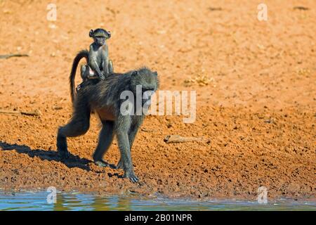 Chacma babouon, ubius babouin, olive babouin (Papio ursinus, Papio cynocephalus ursinus), promenades féminines dans l'eau avec la pup sur son dos, Afrique du Sud, Kwazulu-Natal, Mkhuze Game Reserve Banque D'Images