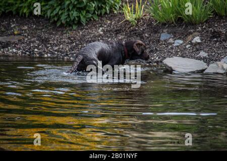 chien de bain humide en été Banque D'Images