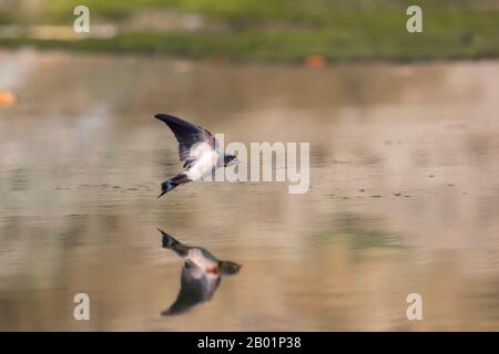 Grange Déglutissant (Hirundo rustica), jeune oiseau volant sur la surface de l'eau, image miroir, Allemagne, Bavière, Niederbayern, Basse-Bavière Banque D'Images