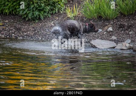 chien de bain humide en été Banque D'Images