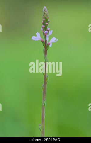 Verveine européenne, la Turquie de l'herbe, la plus simple de la joie (Verbena officinalis), l'inflorescence, Allemagne Banque D'Images