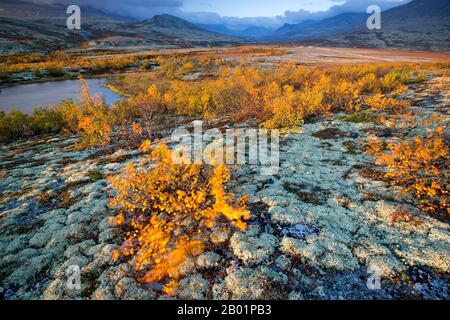 Bouleau nain lisse, bouleau nain, bouleau nain, bouleau nain (Betula nana), toundra avec des oiseaux et des berges dans le parc national de Rondane en automne, Norvège, Parc national de Rondane Banque D'Images