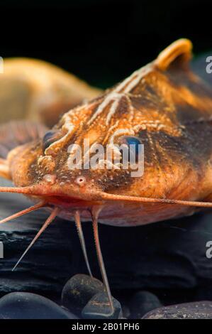 Géant Raphaël Catfish (Megalodoras uranoscopus), portrait Banque D'Images