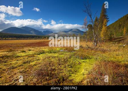 Bouleau nain lisse, bouleau nain, bouleau nain, bouleau nain (Betula nana), parc national de Rondane en automne, Norvège, Ottadalen, Parc national de Rondane Banque D'Images