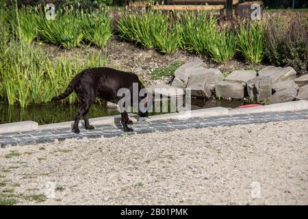 chien de bain humide en été Banque D'Images