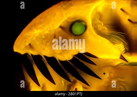 Puces Cat (Ctenocephalides felis), tête d'une puce Cat, microscopie à fluorescence, Allemagne Banque D'Images