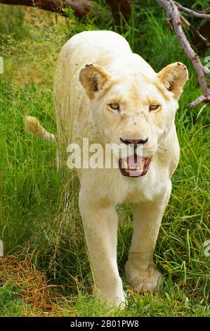 Lion (Panthera leo), lioness blanc, Afrique du Sud Banque D'Images