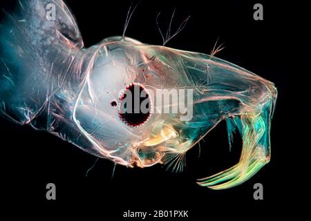 Fantôme milieu (Chaoborus spec.), microscope photo de la tête d'un fantôme milieu, antennes rapartorielles pour attraper des proies, Allemagne Banque D'Images