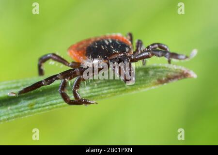 Tisse de caste européenne, tiche de mouton européenne (Ixodes ricinus), coulage au sommet d'une lame d'herbe, Allemagne, Bavière, Niederbayern, Basse-Bavière Banque D'Images