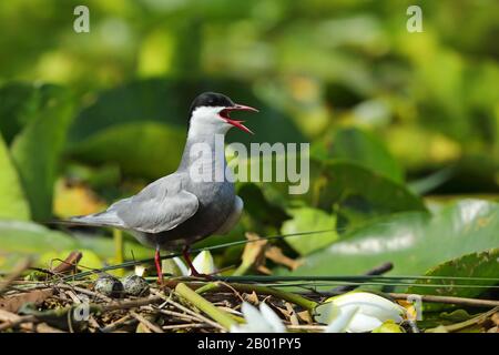 La sterne à whisky (Chlidonias hybrida) se dresse au nid et appelle, Monténégro, parc national de Skadarsee Banque D'Images