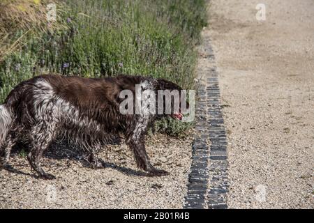 chien de bain humide en été Banque D'Images