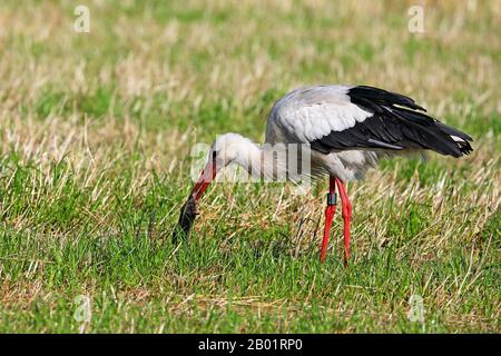 White stork (Ciconia ciconia), capture la mole dans un pré, Pays-Bas Banque D'Images