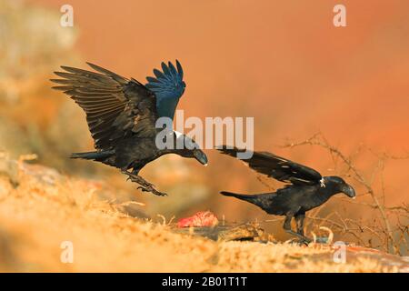 Corbeau à col blanc africain, corbeau à bord blanc (Corvus albicollis), atterrissage, Afrique du Sud, Réserve de jeux du château de Giants Banque D'Images