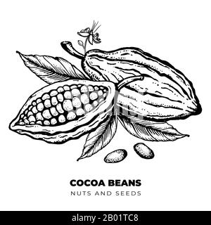 Illustration de l'esquisse de style gravé dessinée À La Main de fèves de cacao Illustration de Vecteur