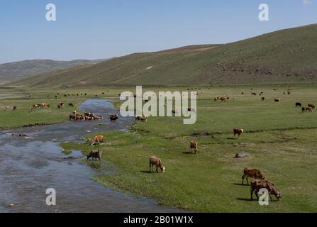 Troupeau de vaches sur un pré vert et champ près d'une rivière à la ville d'Ardahan, Turquie. Banque D'Images