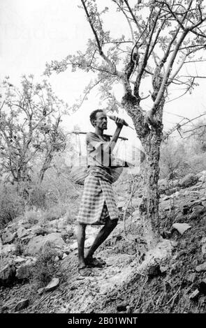 Somalie : homme somalien collectionnant l'encens dans l'ancien Somaliland britannique, v. 1950. L'encens est commercialisé dans la péninsule arabique et en Afrique du Nord depuis plus de 5000 ans. Une murale représentant des sacs d'encens échangés du pays de Punt orne les murs du temple de l'ancienne reine égyptienne Hatshepsout, qui est morte en 1458 av. J.-C.. La route commerciale de l'encens ou la route de l'encens de l'Antiquité comprenait un réseau d'anciennes routes commerciales majeures reliant le monde méditerranéen aux sources orientales d'encens (et d'épices), s'étendant des ports méditerranéens à travers le Levant et l'Egypte. Banque D'Images