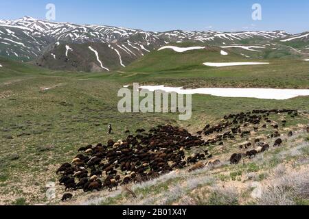 Troupeau de moutons à Baba Nazar en Iran au printemps avec des collines enneigées. Banque D'Images