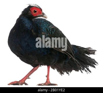 Pheasant d'Edwards, Lophura edwardsi, debout devant un fond blanc Banque D'Images