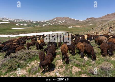 Troupeau de moutons à Baba Nazar en Iran au printemps avec des collines enneigées. Banque D'Images