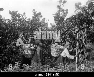 Palestine : un palestinien et deux garçons récoltant des oranges. Photo de Khalil Raad (1854-1957), v. 1920. Palestine est un nom donné à la région géographique entre la mer Méditerranée et le Jourdain. La région est également connue comme la Terre d'Israël, la Terre Sainte et le Levant Sud. En 1832, la Palestine a été conquise par l'Égypte de Muhammad Ali, mais en 1840, la Grande-Bretagne est intervenue et a rendu le contrôle du Levant aux Ottomans en échange de nouvelles capitulations. La fin du XIXe siècle voit le début de l'immigration sioniste et la renaissance de la langue hébraïque. Banque D'Images