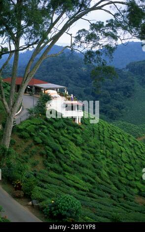 Malaisie : le thé pousse sur une colline dans les Cameron Highlands, dans l'État de Pahang. Les Cameron Highlands sont la station de montagne la plus grande et la plus populaire de Malaisie. Il est nommé d'après William Cameron, l'arpenteur britannique qui a cartographié la région en 1885. Il est principalement visité par les personnes qui veulent échapper à la chaleur des plaines, car la température monte rarement au-dessus de 22 degrés centigrades, ou descend en dessous de 10 C. il est caractérisé par des brumes, de légères précipitations et occasionnellement de fortes pluies de mousson. Les principales caractéristiques des Highlands sont son caractère colonial plutôt britannique. Banque D'Images