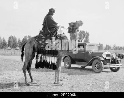 Palestine : ancien et nouveau - un palestinien à dos de chameau pose devant une automobile, Beersheba, v. 1924-1946. Palestine est un nom donné à la région géographique entre la mer Méditerranée et le Jourdain. La région est également connue comme la Terre d'Israël (Eretz-Yisra'el), la Terre Sainte et le Levant Sud. En 1832, la Palestine a été conquise par l'Égypte de Muhammad Ali, mais en 1840, la Grande-Bretagne est intervenue et a rendu le contrôle du Levant aux Ottomans en échange de nouvelles capitulations. La fin du XIXe siècle voit le début de l'immigration sioniste et le renouveau de la langue hébraïque. Banque D'Images