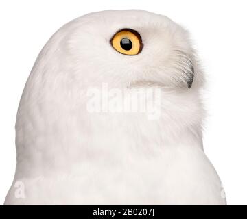 Gros plan de la chouette de neige masculine, Bubo scandiacus, 8 ans, devant un fond blanc Banque D'Images