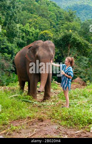 Thaïlande : se faire des amis, ferme d'éléphants de Patara, province de Chiang mai. L'éléphant d'Asie (Elephas maximus) est la seule espèce vivante du genre Elephas et est distribué dans tout le sous-continent et l'Asie du Sud-est, de l'Inde à l'ouest jusqu'à Bornéo à l'est. Les éléphants d'Asie sont le plus grand animal terrestre vivant d'Asie. Il y a environ 2 600 éléphants vivant en Thaïlande, la majorité étant domestiquée. Banque D'Images