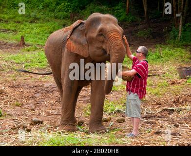 Thaïlande : un visiteur nourrit son nouvel ami, Patara Elephant Farm, province de Chiang mai. L'éléphant d'Asie (Elephas maximus) est la seule espèce vivante du genre Elephas et est distribué dans tout le sous-continent et l'Asie du Sud-est, de l'Inde à l'ouest jusqu'à Bornéo à l'est. Les éléphants d'Asie sont le plus grand animal terrestre vivant d'Asie. Il y a environ 2 600 éléphants vivant en Thaïlande, la majorité étant domestiquée. Banque D'Images