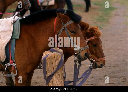 Chine : chevaux attachés dans le parc des zones humides Lashihai (lac Lashi), près de Lijiang, province du Yunnan. Le lac Lashi (Lashihai), à une altitude de 2500 mètres (8 200 pieds), est le plus grand lac montagneux du comté de Lijiang, dans la province du Yunnan. Pas moins de 57 espèces d'oiseaux migrateurs utilisent le lac, y compris les cygnes blancs et les grues à col noir. Banque D'Images
