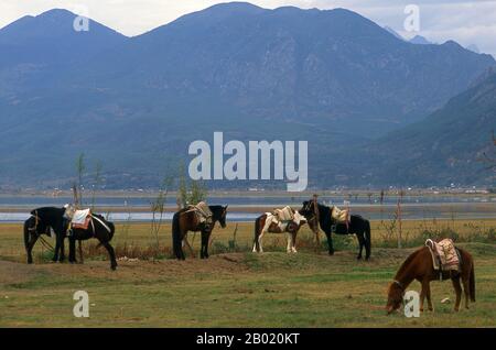 Chine : chevaux attachés dans le parc des zones humides Lashihai (lac Lashi), près de Lijiang, province du Yunnan. Le lac Lashi (Lashihai), à une altitude de 2500 mètres (8 200 pieds), est le plus grand lac montagneux du comté de Lijiang, dans la province du Yunnan. Pas moins de 57 espèces d'oiseaux migrateurs utilisent le lac, y compris les cygnes blancs et les grues à col noir. Banque D'Images