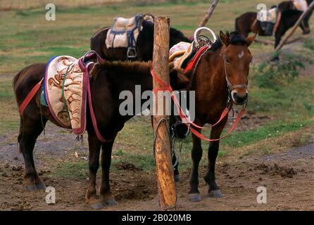 Chine : chevaux attachés dans le parc des zones humides Lashihai (lac Lashi), près de Lijiang, province du Yunnan. Le lac Lashi (Lashihai), à une altitude de 2500 mètres (8 200 pieds), est le plus grand lac montagneux du comté de Lijiang, dans la province du Yunnan. Pas moins de 57 espèces d'oiseaux migrateurs utilisent le lac, y compris les cygnes blancs et les grues à col noir. Banque D'Images