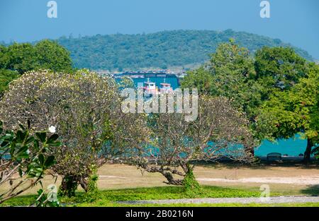 Thaïlande : arbres frangipaniques au Palais de Rama V (1853-1910), Ko Sichang, province de Chonburi. Le palais de Rama V, connu localement sous le nom de Phra Chutathut Ratchasathan a été construit au 19ème siècle. Le roi Chulalongkorn (Rama V) a utilisé le palais comme une retraite estivale de la chaleur intense de Bangkok. Le palais d'origine, le palais Vimanmek, se trouvait ici jusqu'à ce qu'il soit déplacé en 1901, pièce par pièce, à Dusit Park à Bangkok. Le palais en teck doré a été conçu par le roi Chulalongkorn. Banque D'Images