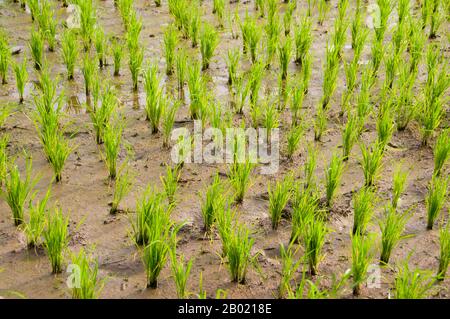 Thaïlande : de nouvelles pousses de riz poussent dans une rizière. Le riz est la graine des plantes monocotylédones Oryza sativa (riz asiatique) ou Oryza glaberrima (riz africain). En tant que grain céréalier, c'est l'aliment de base le plus important pour une grande partie de la population humaine mondiale, en particulier en Asie et aux Antilles. Le riz est la céréale la plus importante pour la nutrition humaine et l'apport calorique, fournissant plus d'un cinquième des calories consommées dans le monde par l'espèce humaine. Il existe de nombreuses variétés de riz et les préférences culinaires ont tendance à varier selon les régions. Banque D'Images