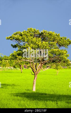 Thaïlande : un arbre solitaire se dresse au milieu d'un champ de riz luxuriant après une tempête de pluie. Le riz est la graine des plantes monocotylédones Oryza sativa (riz asiatique) ou Oryza glaberrima (riz africain). En tant que grain céréalier, c'est l'aliment de base le plus important pour une grande partie de la population humaine mondiale, en particulier en Asie et aux Antilles. Le riz est la céréale la plus importante pour la nutrition humaine et l'apport calorique, fournissant plus d'un cinquième des calories consommées dans le monde par l'espèce humaine. Il existe de nombreuses variétés de riz et les préférences culinaires ont tendance à varier selon les régions. Banque D'Images