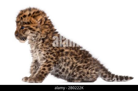 Amur léopard cub, Panthera pardus orientalis, 6 semaines, devant un fond blanc Banque D'Images