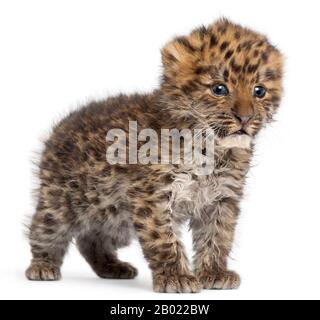 Amur léopard cub, Panthera pardus orientalis, 6 semaines, devant un fond blanc Banque D'Images