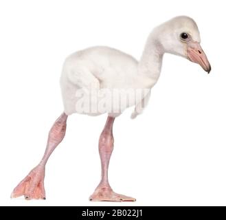 Grand Flamingo, Phoenicopterus roseus, 14 jours, devant un fond blanc Banque D'Images