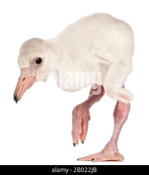 Grand Flamingo, Phoenicopterus roseus, 14 jours, devant un fond blanc Banque D'Images